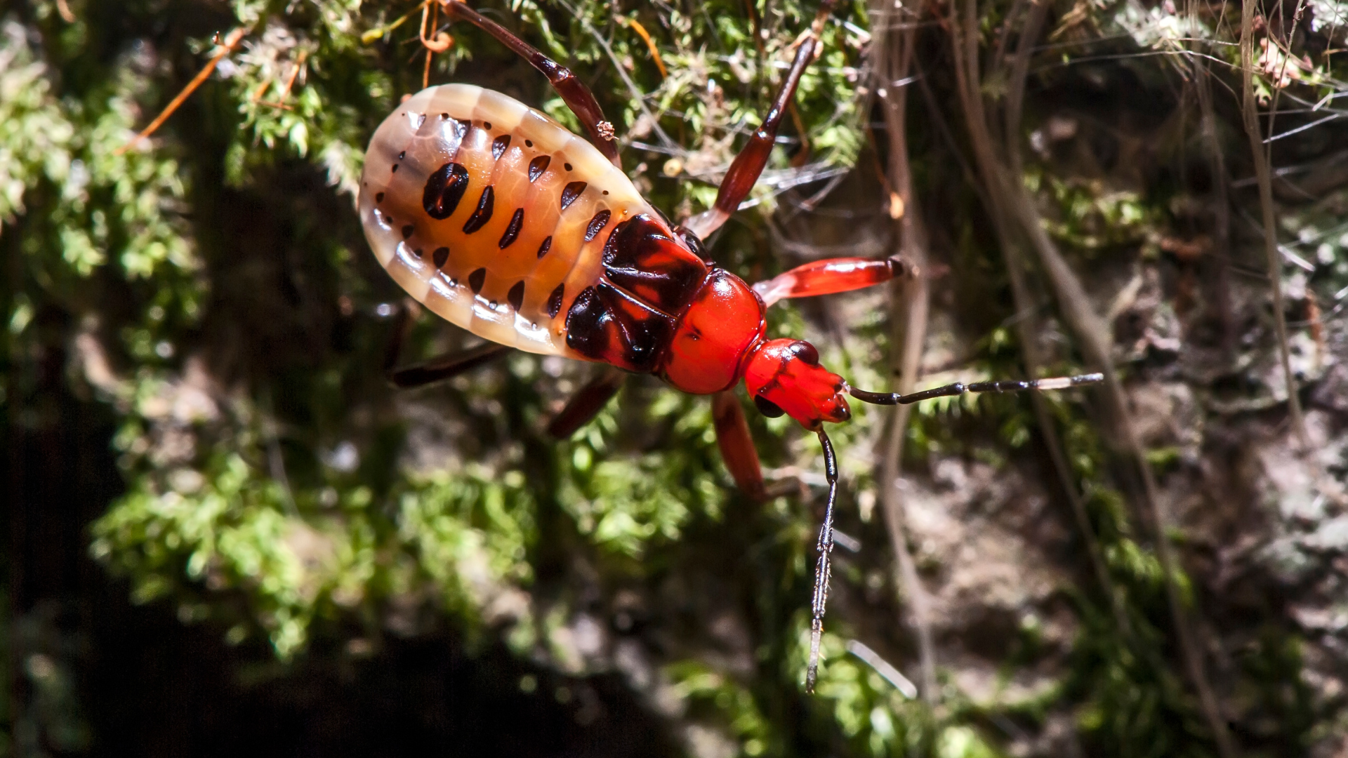 Cierran biblioteca en Londres por plaga de Chinches.