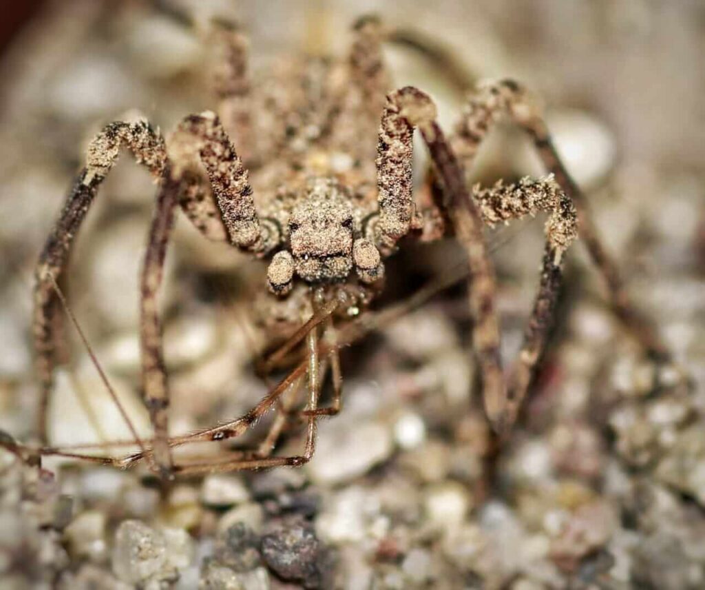 El estudiante investigador de la Universidad Nacional Autónoma de Honduras Álex M. Cubas Rodríguez, tras un largo periodo de cuatro años, registró la araña Sicarus rugusus, más conocida por su nombre común: araña del desierto de seis ojos.