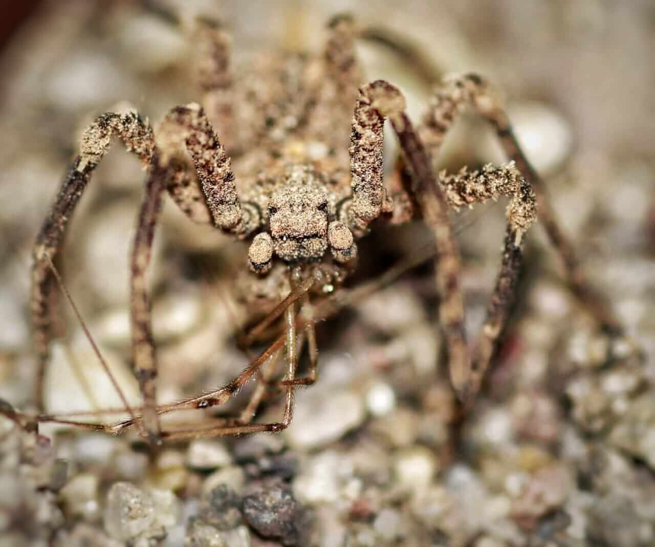 El estudiante investigador de la Universidad Nacional Autónoma de Honduras Álex M. Cubas Rodríguez, tras un largo periodo de cuatro años, registró la araña Sicarus rugusus, más conocida por su nombre común: araña del desierto de seis ojos.