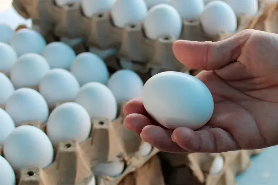  Para esta semana se registra una baja en el precio del cartón de huevo en mercados  de Tegucigalpa y San Pedro Sula. A un costo de 80 lempiras, 2  lempiras menos que la semana pasada, lo que se  traduce en un alivio económico para el bolsillo de los hondureños.