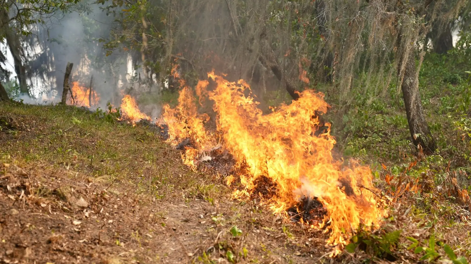 Autoridades del Instituto de Conservación Forestal indican que incendio en El Merendón está controlado.