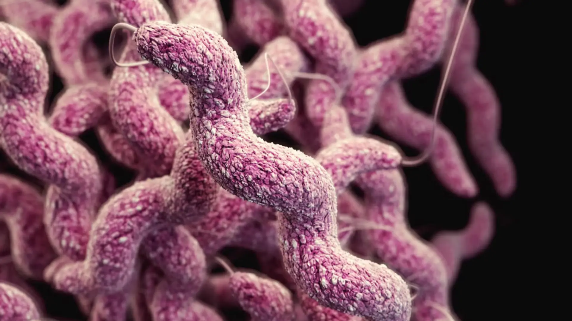 Japón alerta ante aumento de casos de bacteria “carnívora” que provoca una infección mortal