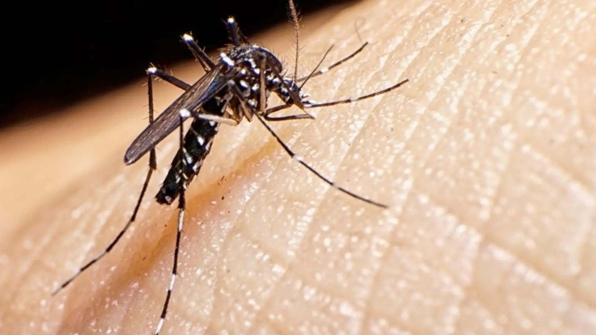 Dengue en Honduras genera emergencia sanitaria