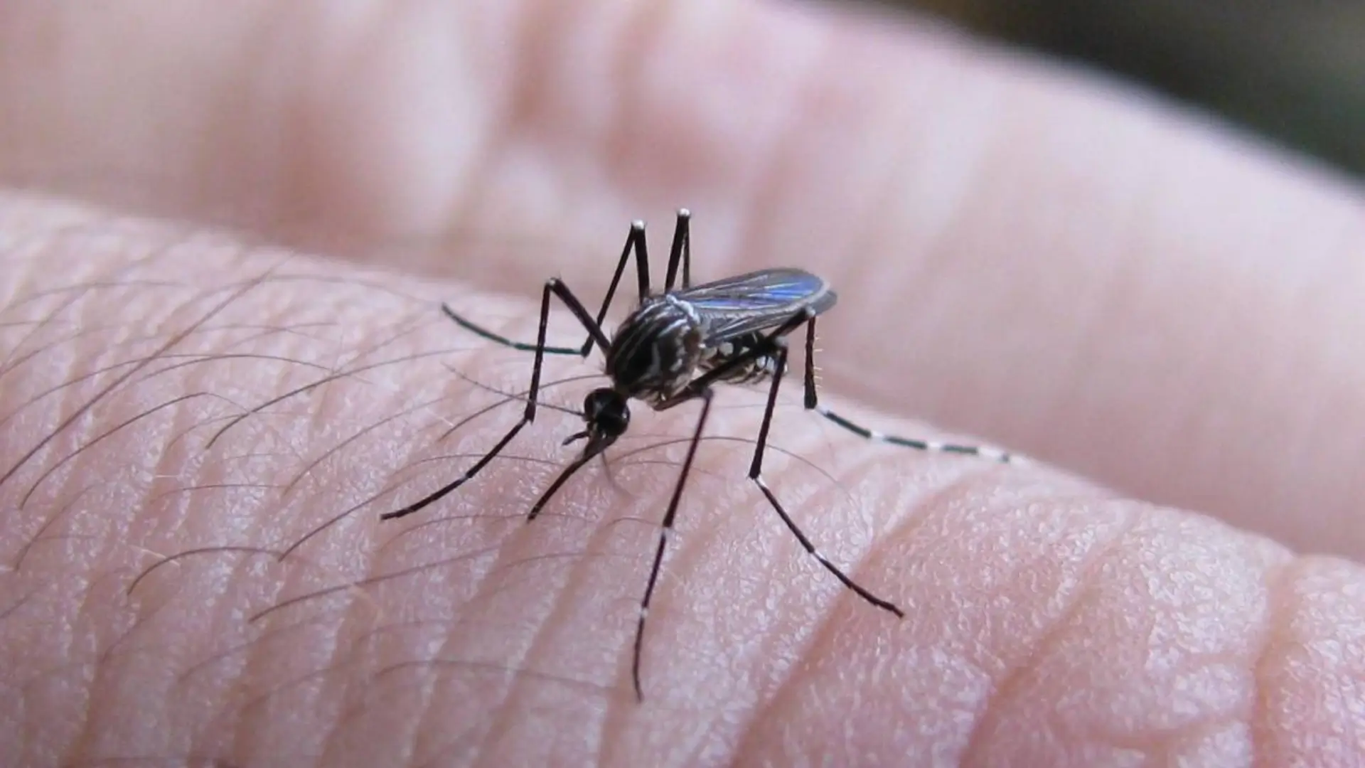 Desde el 01 de enero hasta la fecha suman más de 30 mil los casos positivos de dengue en el territorio nacional. Así lo indicó este miércoles el portavoz de la Sesal, Miguel Osorio.