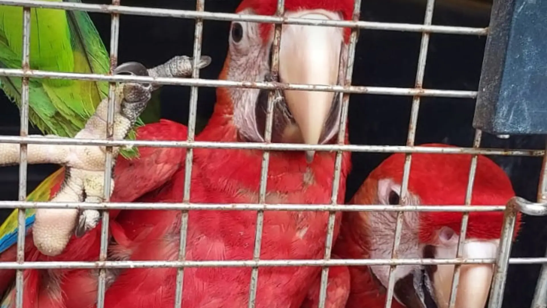 ICF realizan decomiso de Fauna Silvestre mediante denuncia anónima