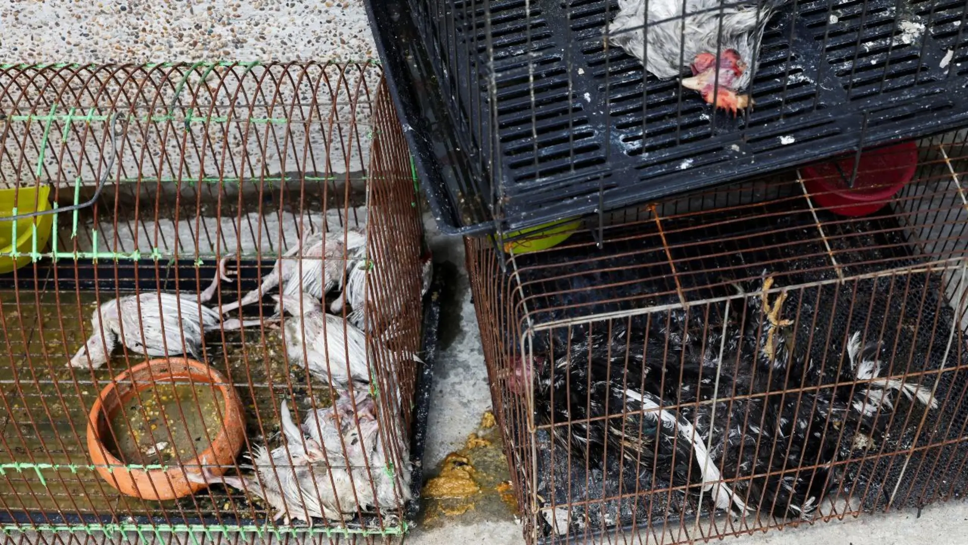 Un incendio en un mercado de mascotas en Bangkok, Tailandia, dejó un saldo de más de mil animales muertos; en el lugar había serpientes, ratas, entre otros.