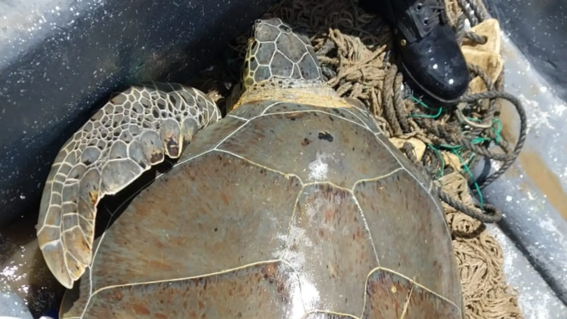 Mediante un operativo, el Instituto de Conservación Forestal, en conjunto con las Fuerzas Armadas, liberaron Tortuga Carey en Trujillo Colón.
