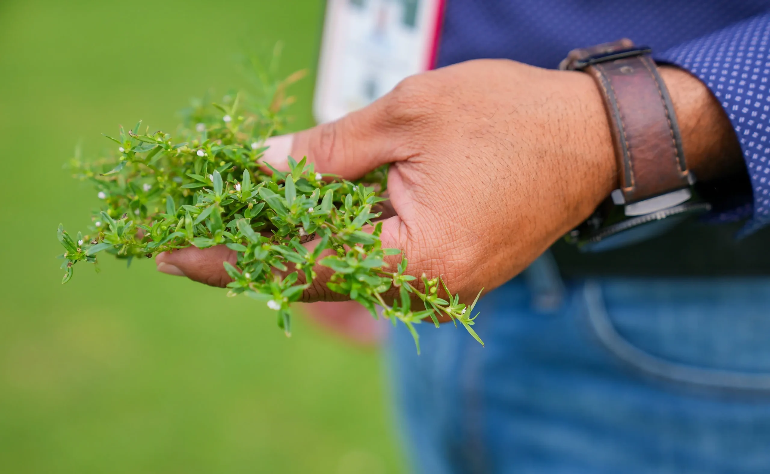 Maleza en grama de Estadios Francisco Morazán.