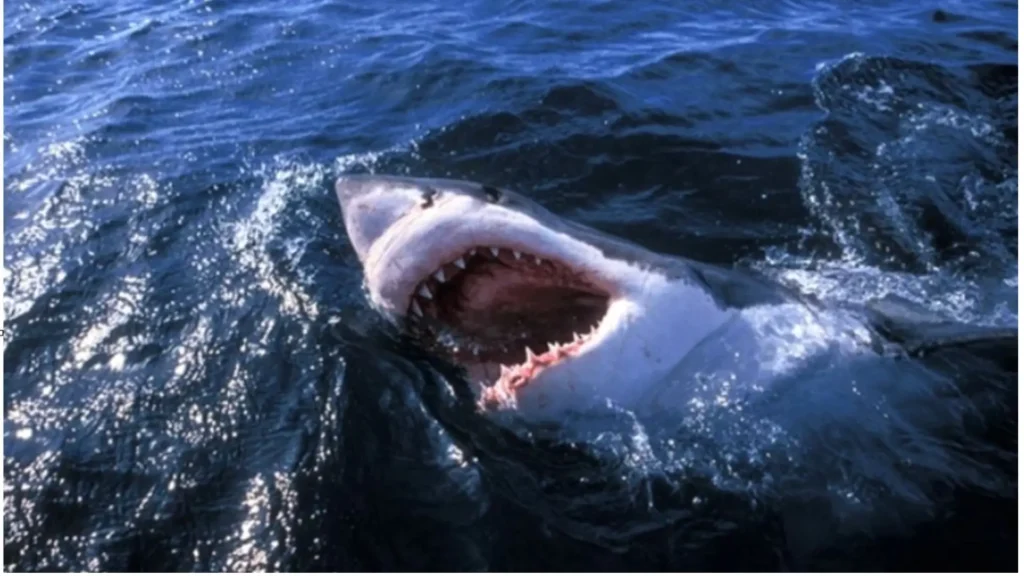 Una mujer alemana murió después de ser atacada por un tiburón cerca de las Islas Canarias, en España; los ataques de estos animales son poco frecuentes.