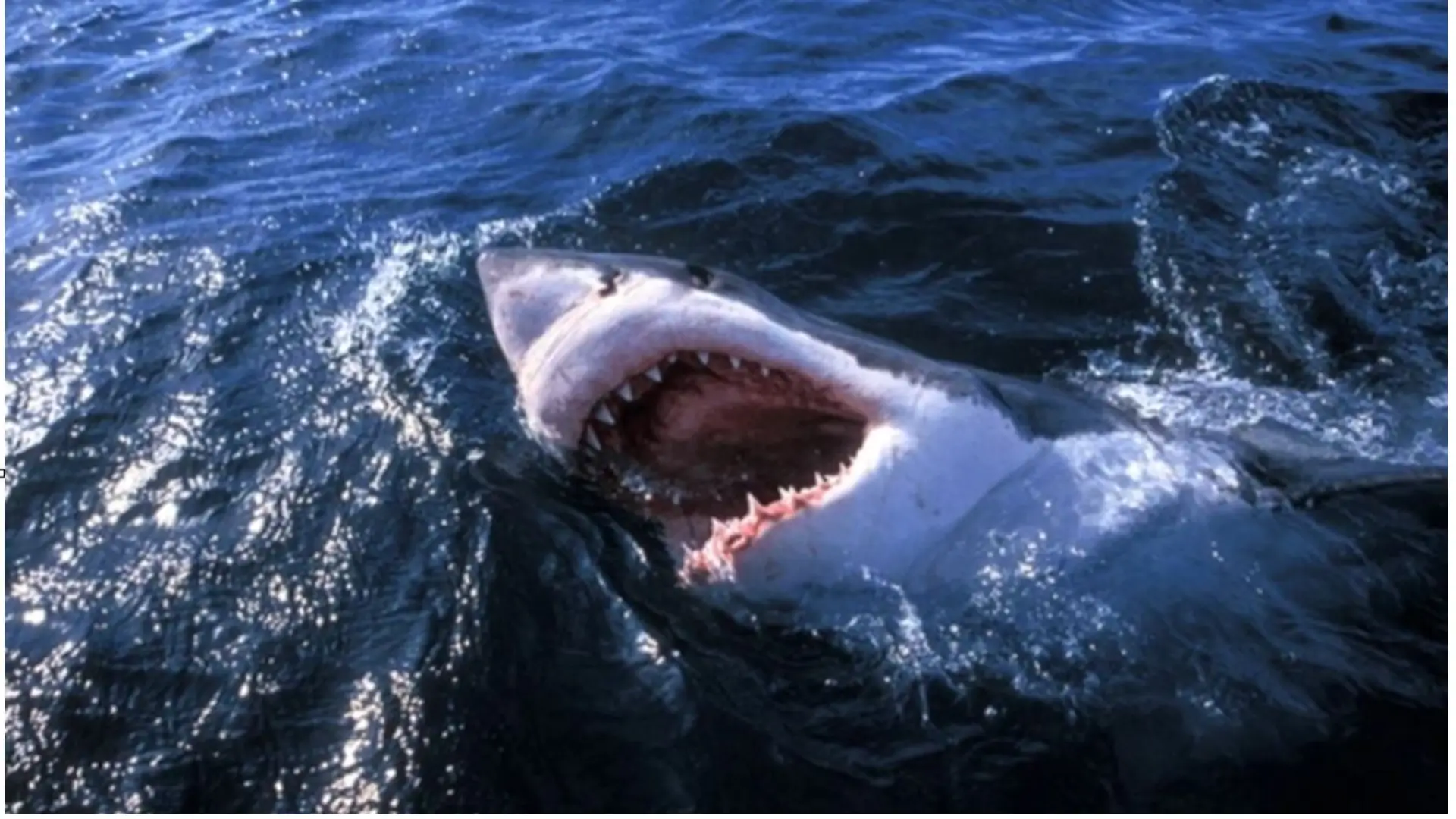 Una mujer alemana murió después de ser atacada por un tiburón cerca de las Islas Canarias, en España; los ataques de estos animales son poco frecuentes.