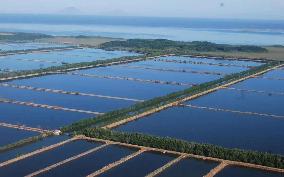 La industria camaronera en la zona sur del país enfrenta una “crisis sin precedentes”, según expertos. El sector de la camaricultura está siendo fuertemente golpeado, pues el cierre de 70 fincas camaroneras y empacadoras, ha provocado la pérdida de al menos 14,000 empleos.