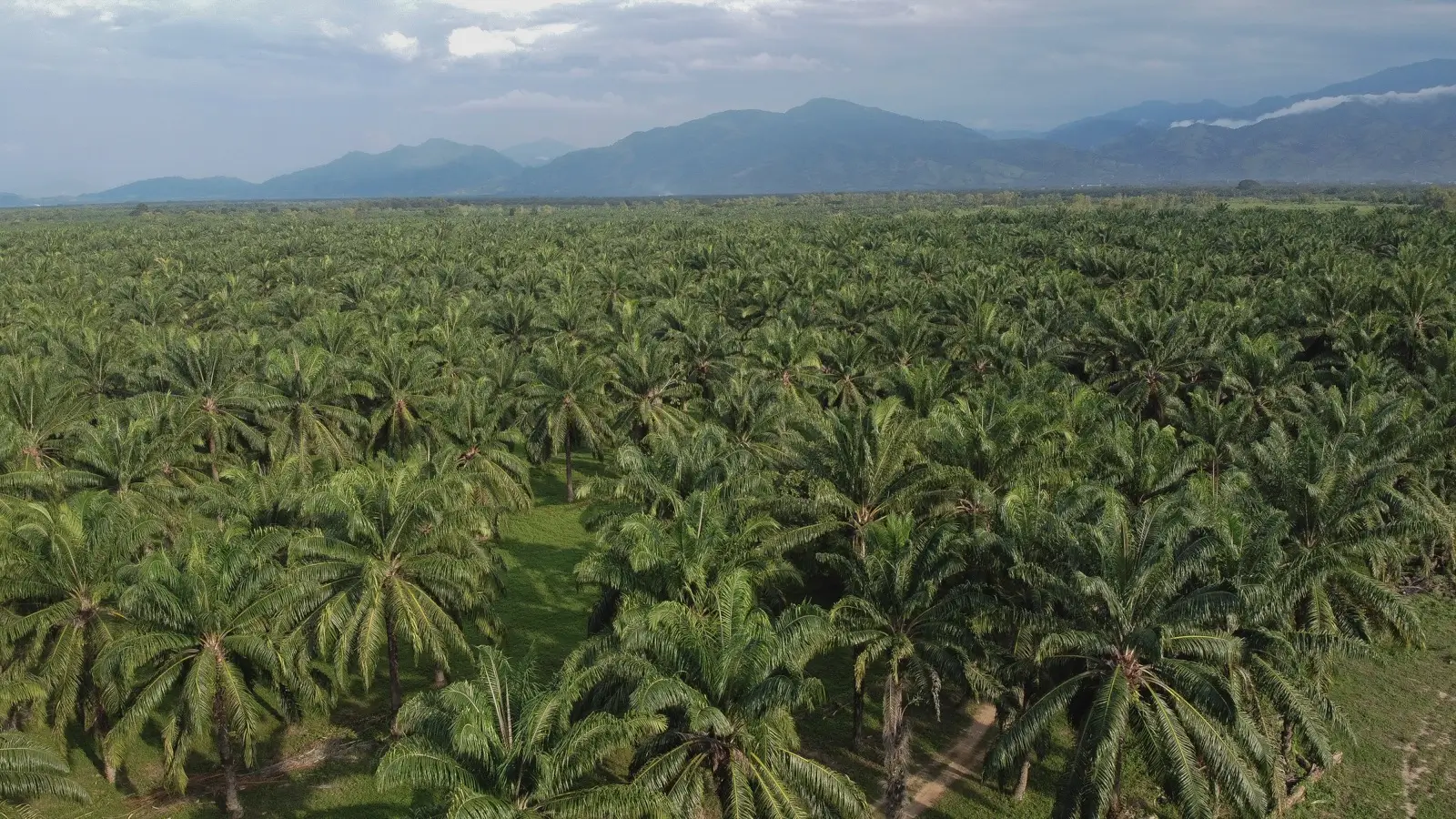 La situación económica en colón enfrenta un grave deterioro debido a los conflictos de tierra y los efectos adversos del cambio climático. según datos de la Cámara de Comercio de Tocoa,