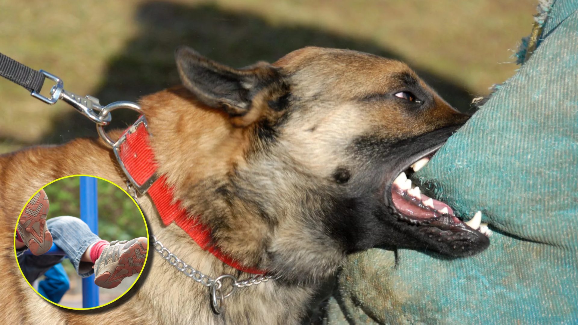 Niña muere por mordida de perro en Francisco Morazán: detalles