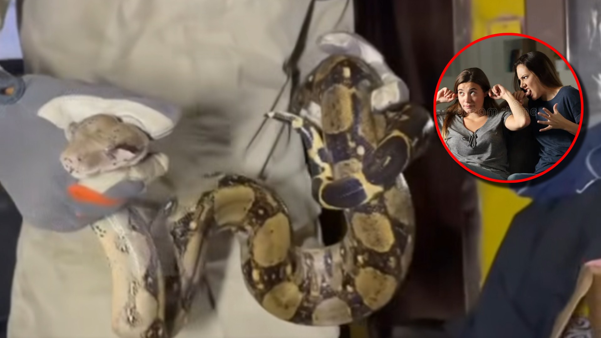 ¿La suegra? Pareja encuentra enorme boa en su cama en Choloma; hallazgo genera sospechas (VIDEO)