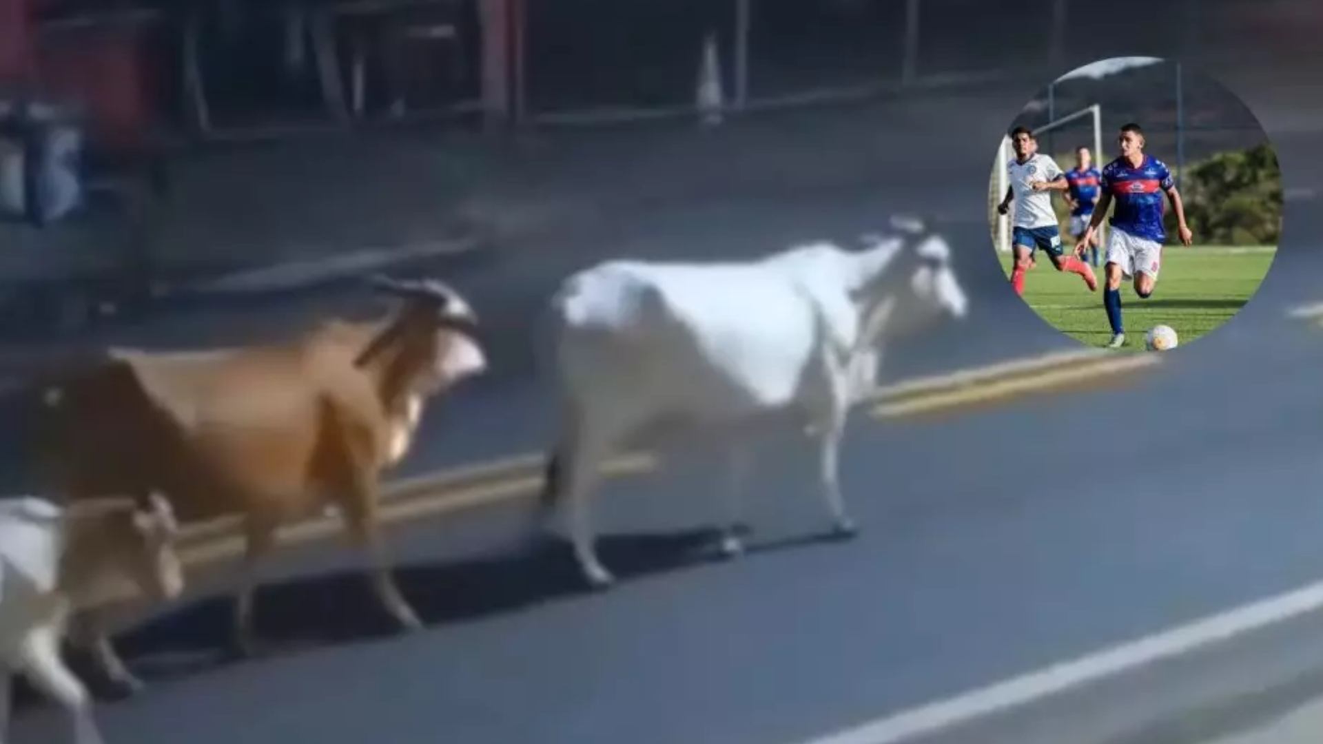 Futbolista brasileño muere tras impactarse con una vaca