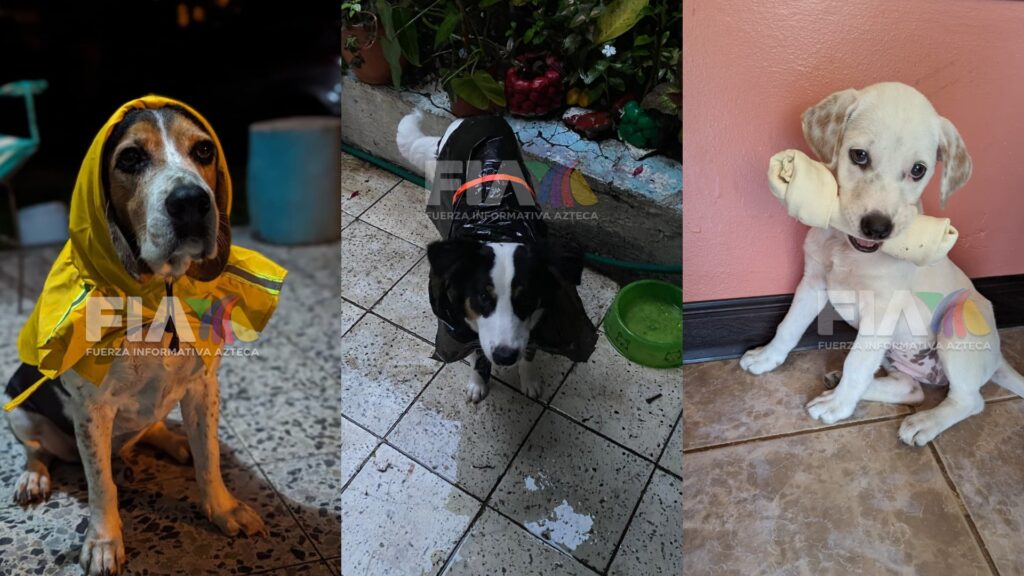 Mascotas afectadas por lluvias en el Distrito Central: albergue listo