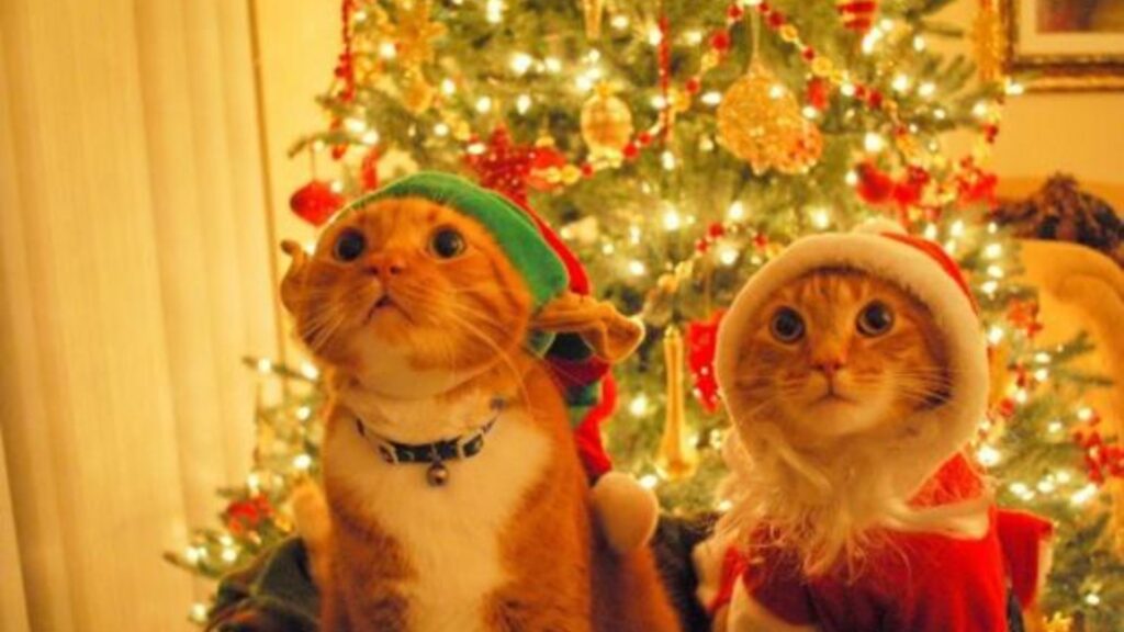 Árbol de Navidad: cómo protegerlo de tu gato 