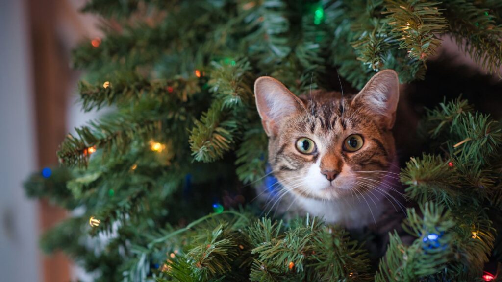 Árbol de Navidad: cómo protegerlo de tu gato 