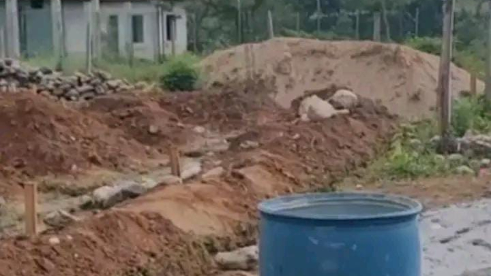 Masacre en Francisco Morazán: cuatro albañiles son ultimados