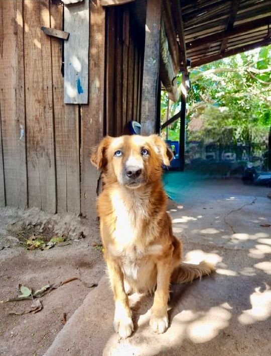 Maltrato animal en Honduras: detención judicial por crimen en TGU