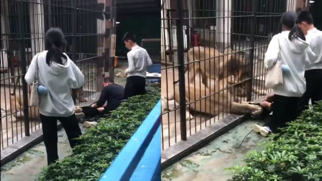 ¡Segundos de terror! Leones atacan a niña de 10 años en zoológico 
