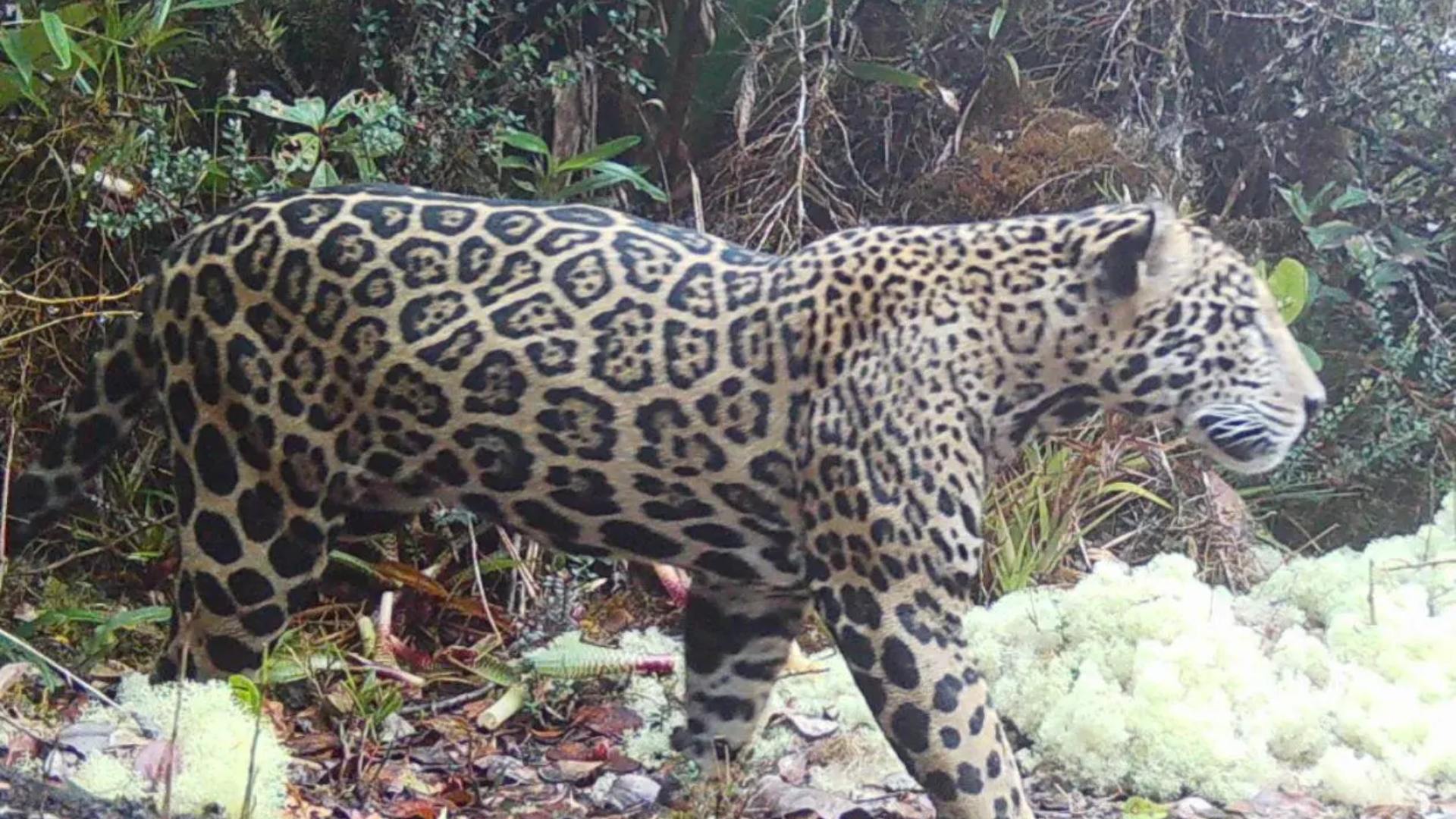 Avistamiento de jaguar en Honduras: ¿por qué es tan importante su reaparición en El Merendón tras 10 años?