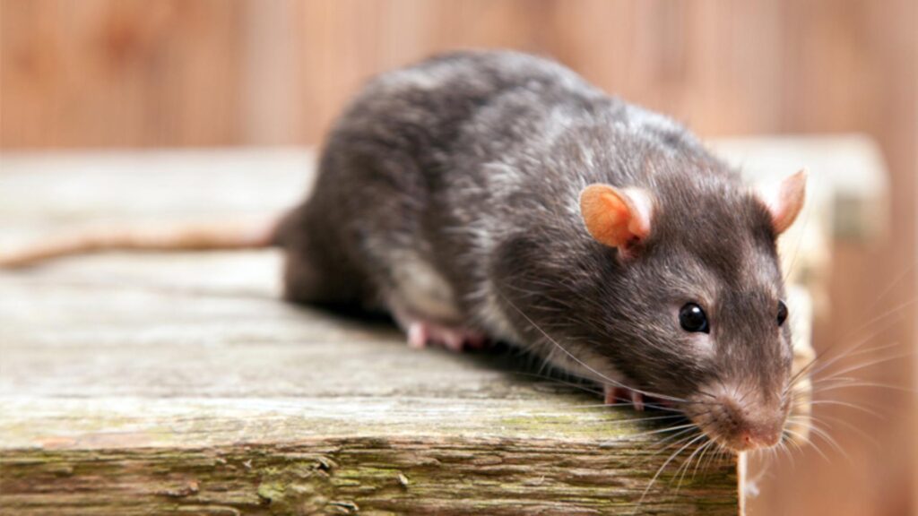 Paciente cero del hantavirus: así es el perfil detrás del brote