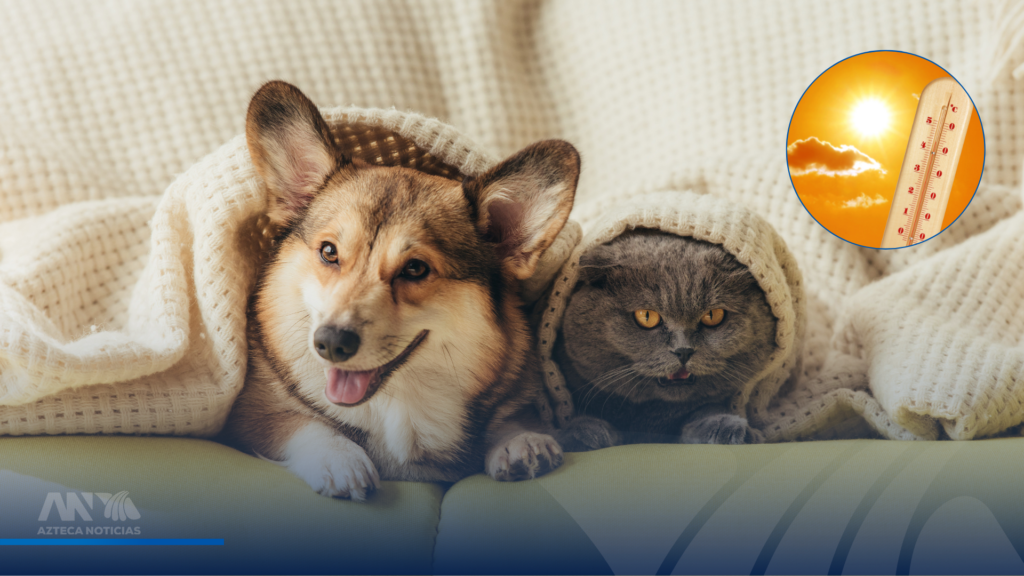 Cuidados para evitar golpe de calor en perros y gatos