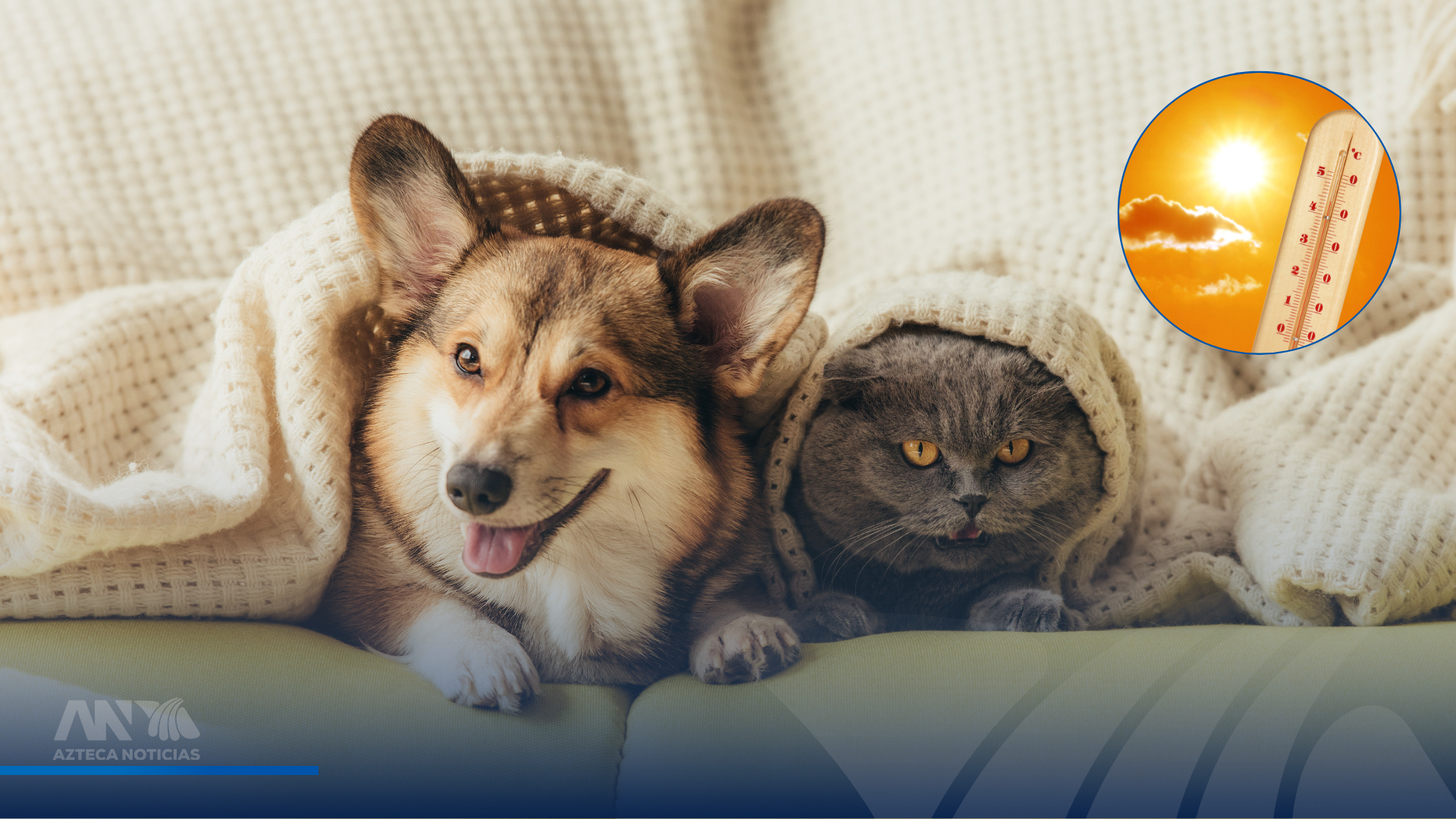Cuidados para evitar golpe de calor en perros y gatos