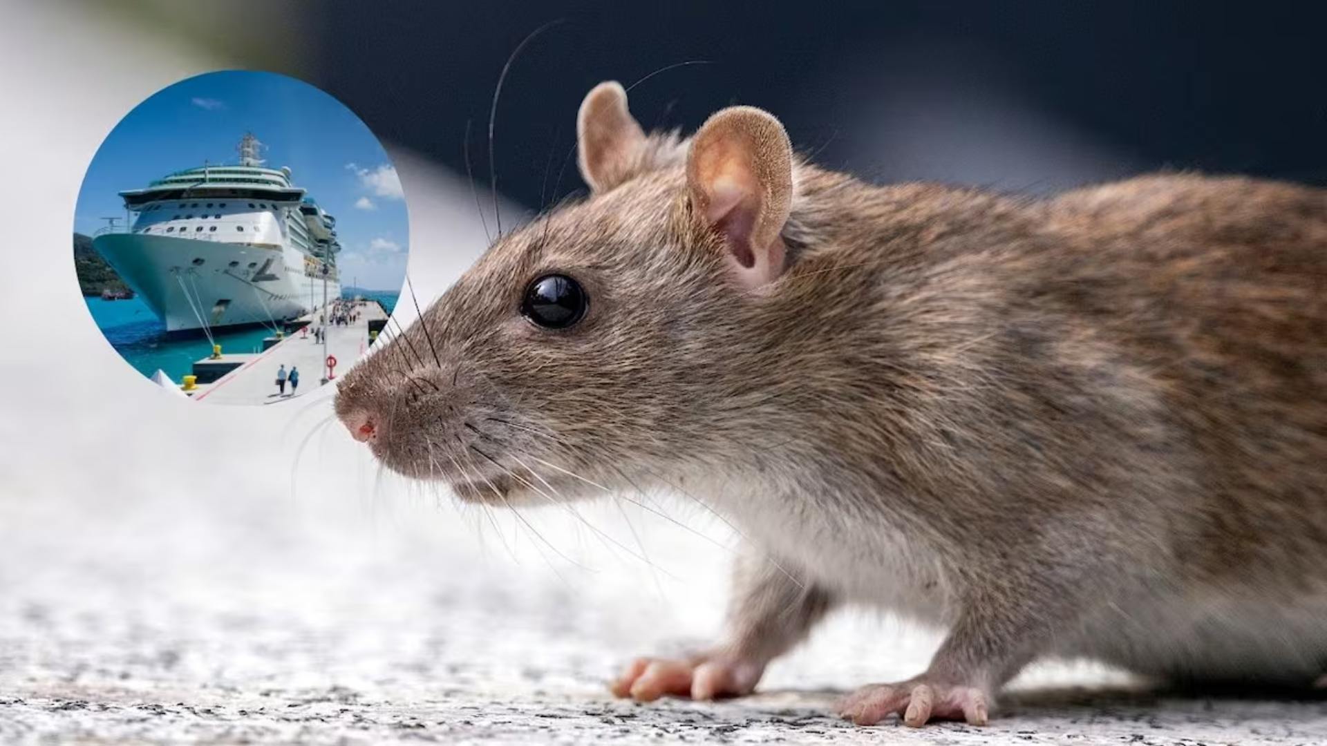 Hantavirus y el misterio del brote, según la OMS
