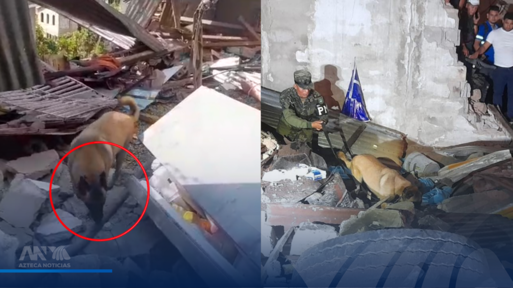 Videos + fotos | Batallón canino así ayudó a localizar a víctimas del accidente en Villa Nueva