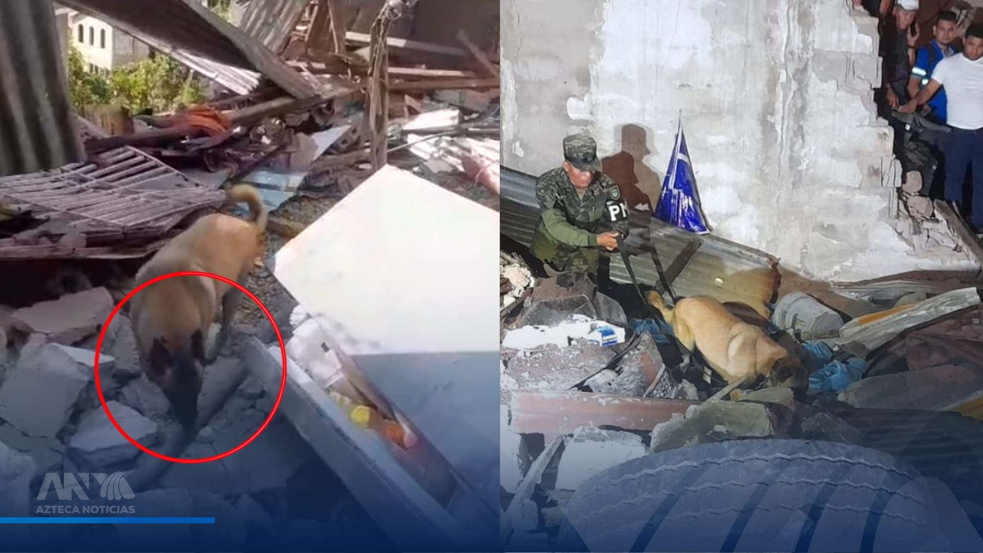 Videos + fotos | Batallón canino así ayudó a localizar a víctimas del accidente en Villa Nueva