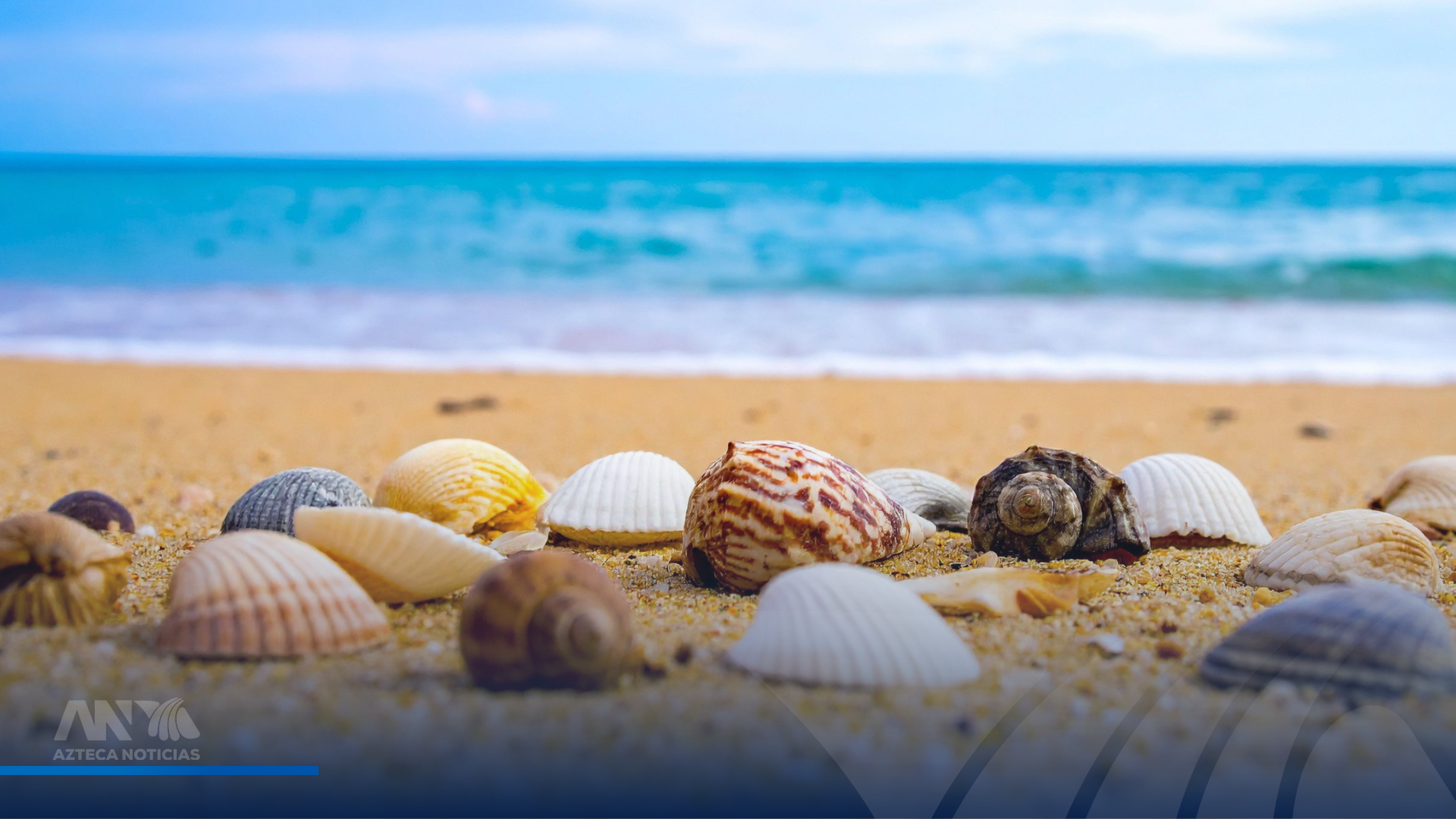¿Por qué no debes llevarte conchas de la playa? Daños y consecuencias al ecosistema