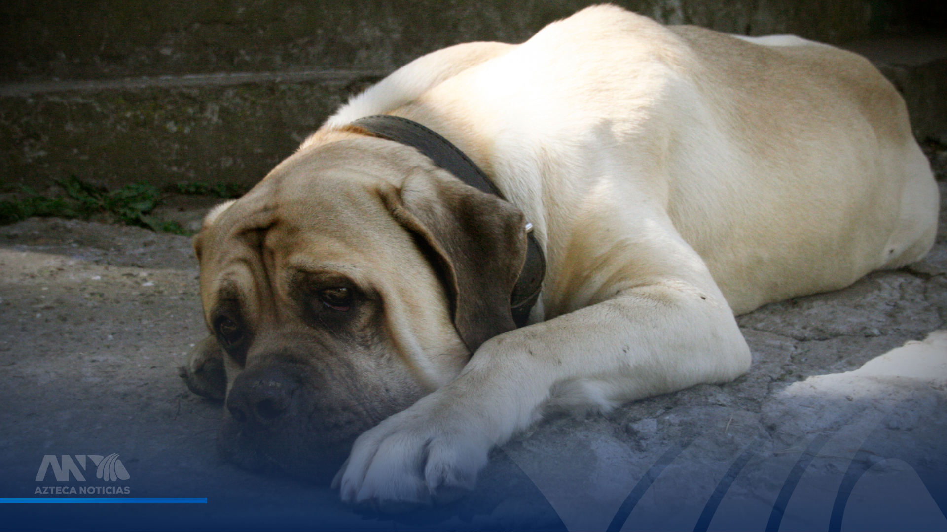 ¿Cómo denunciar el maltrato animal en Honduras? Números y pasos que debe seguir
