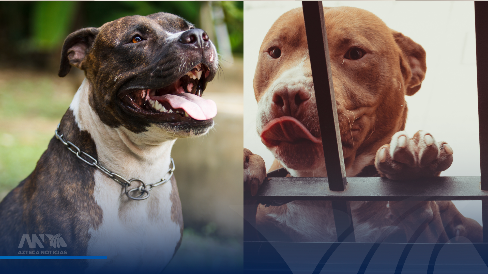 ¿Restringirán los pitbulls en Tegucigalpa? AMDC estudia medidas tras caso de Zeus