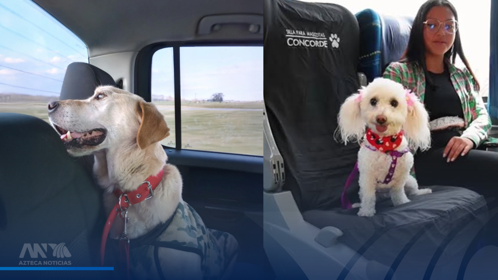 Viajar con mascotas durante el Feriado Morazánico: consejos