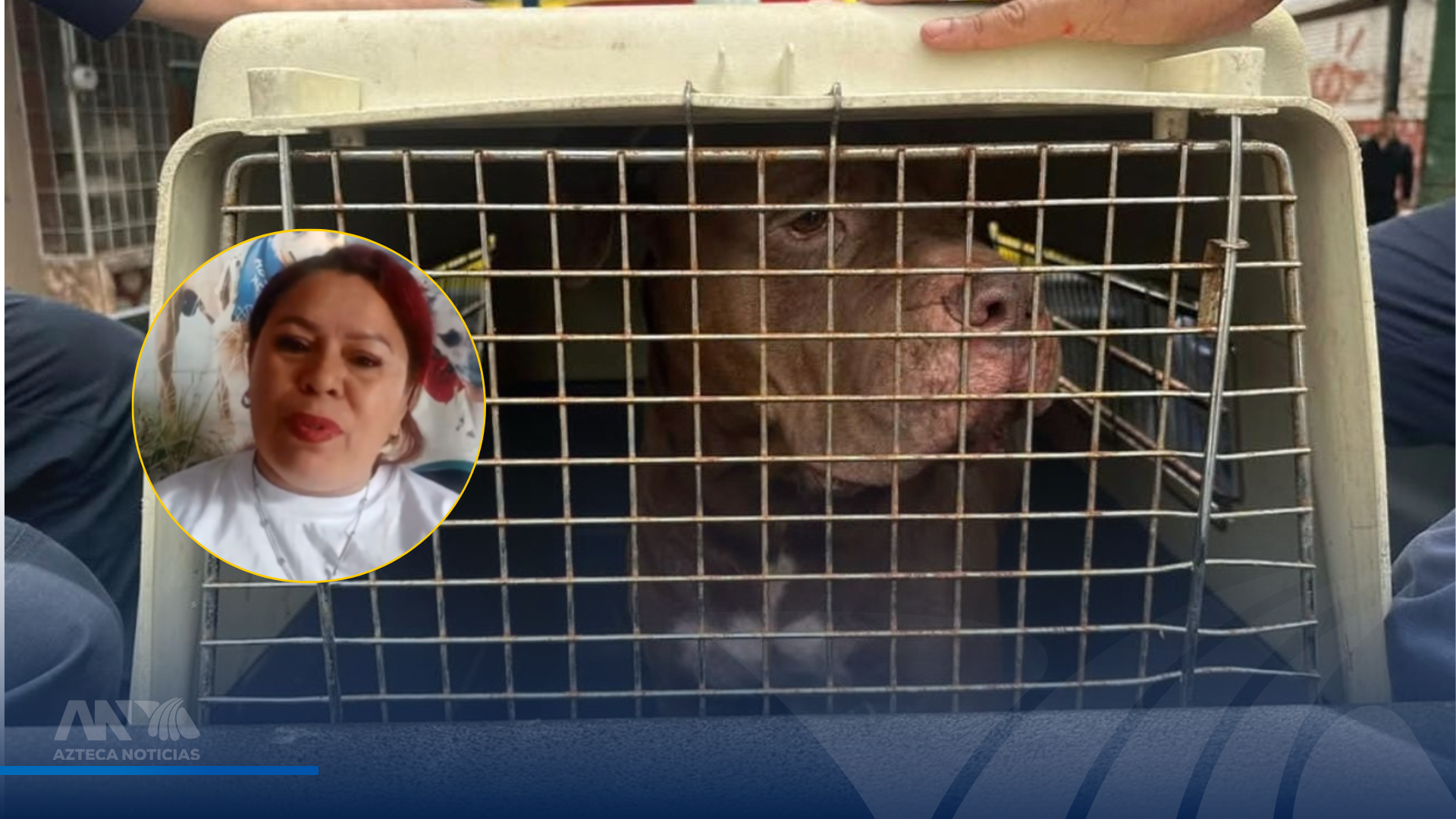 ¿Cómo influye la crianza en el comportamiento de un pitbull? Esto dice rescatista