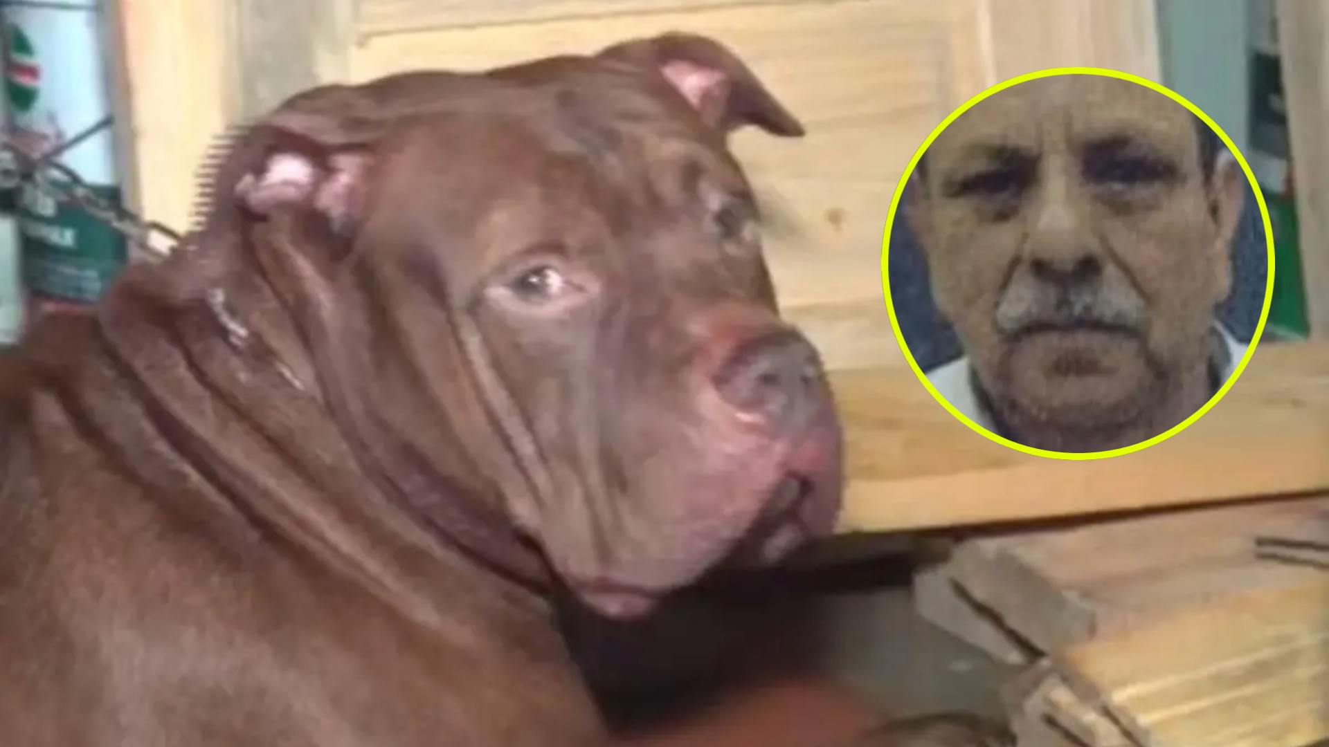 Lo atacó dos veces: el caso del perro pitbull que terminó con la muerte de su dueño en El Hato