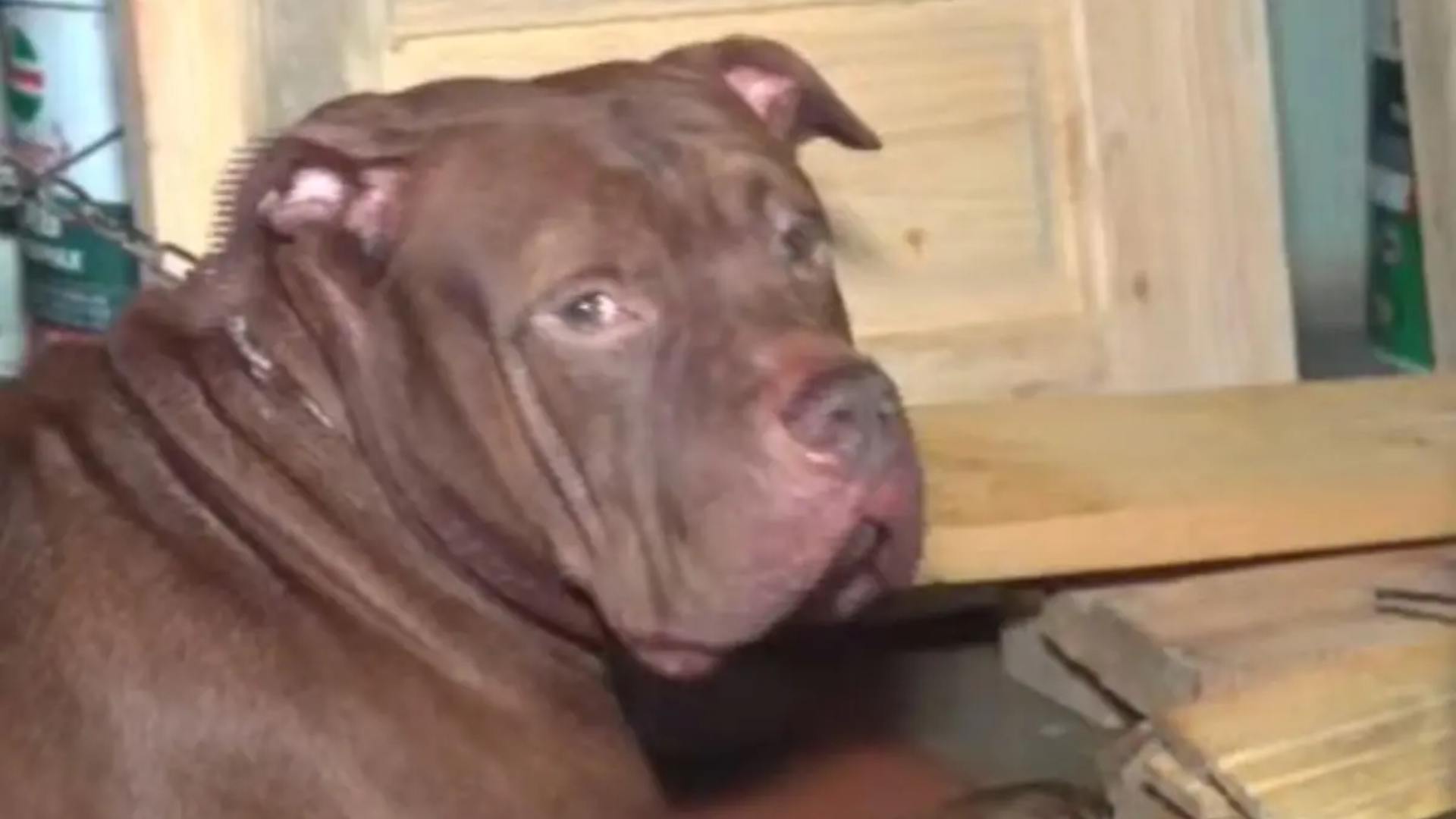 ¿Qué harán con Zeus? Autoridades intervienen tras la tragedia en El Hato