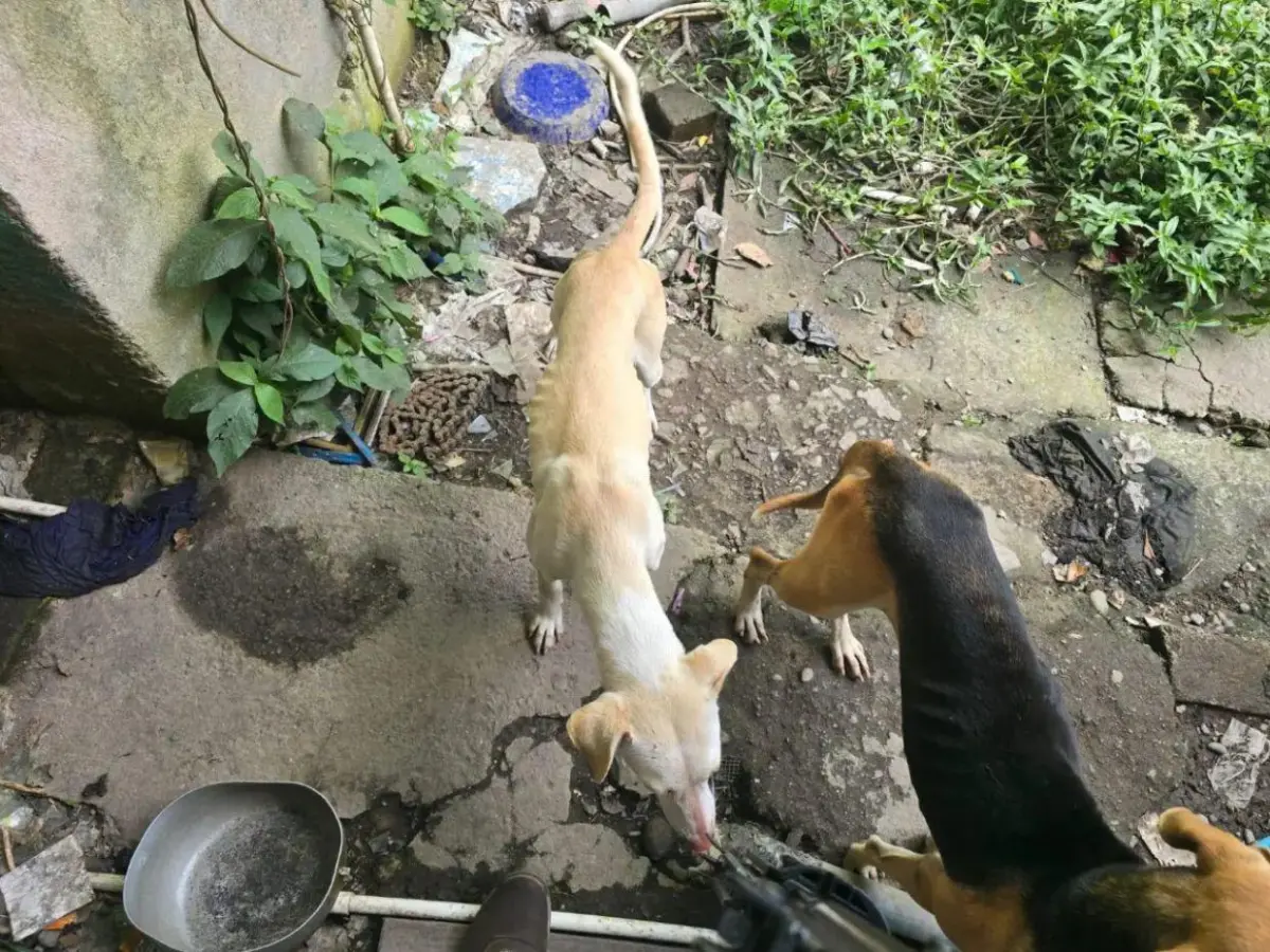 Detienen a vendedor de tacos en Siguatepeque por maltrato animal; investigan hallazgo de restos de perros